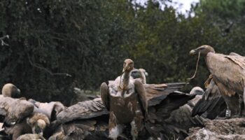 47.000 foyers toujours sans électricité ce samedi après la tempête Caetano